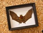 Painted Vesper Bat - framed Taxidermie volledige montage -
