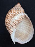 Escargot de mer Coquillage marin - S-117 TONNA PERDIX (Sans, Nieuw