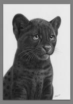 Schu - Black panther cub