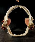 grote kaak van de Leuca-squalo Taxidermie volledige montage