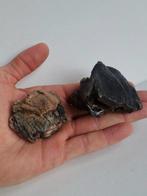 Wolharige mammoet - Wolharige Neushoorn - Fossiele kies -