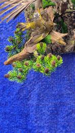 Epervier dEurope - met CITES Origineel DE-BM-25043002 -, Nieuw