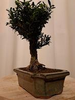 Bonsaï Buxus Harlandii dans un plateau à bonsaï. - Hauteur