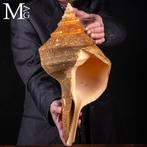 De grootste bekende gastropodesoort. Syrinx aruanus – 464 mm, Verzamelen, Nieuw