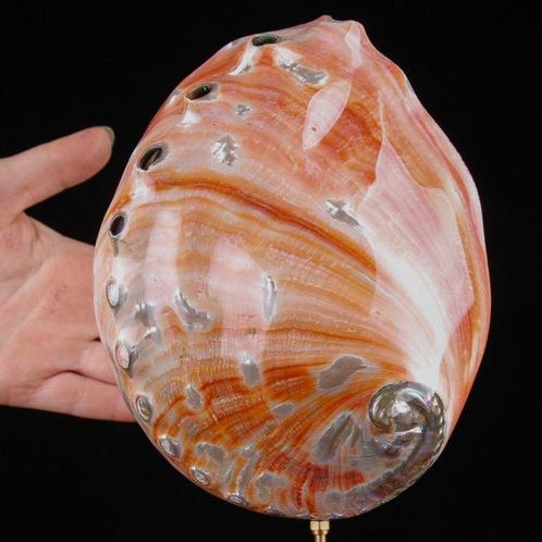 Coquille dormeau rouge sur socle personnalisé - Coquillage, Verzamelen, Dierenverzamelingen