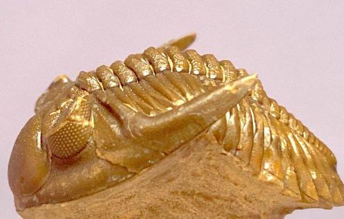 Trilobiet - Gefossiliseerd dier - Hollardops sp. - 15 cm -, Verzamelen, Mineralen en Fossielen
