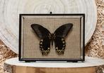 Vlinder Taxidermie volledige montage - Papilio diephobus -, Verzamelen, Nieuw