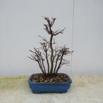 Acer palmatum - 30×23 cm - Japan