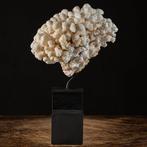 Fusion exclusive du design steampunk et Naturalia - Corail