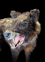 Afrikaanse civet op museumhouten standaard Taxidermie, Nieuw