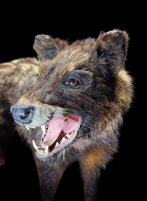 Afrikaanse civet op museumhouten standaard Taxidermie, Verzamelen, Dierenverzamelingen