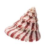 Exquise Banderschnecke + extra grote Cypraea Tigris, Verzamelen, Nieuw