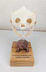 Gewone snapschelp Schedel - (Chelydra serpentina) - Museum, Antiek en Kunst