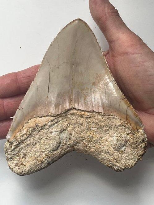 Dent de mégalodon énorme de 13,5 cm - Dent fossile -, Verzamelen, Mineralen en Fossielen