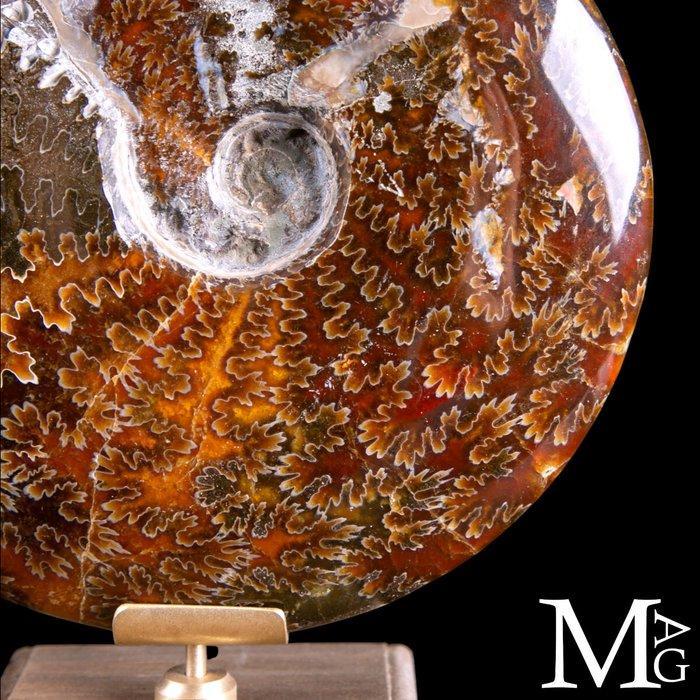 Cleoniceras Fossil – De Echo van Verloren Diepten -, Verzamelen, Dierenverzamelingen