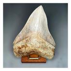 Megalodon - Fossiele tanden - 139 mm - 104 mm, Verzamelen, Mineralen en Fossielen