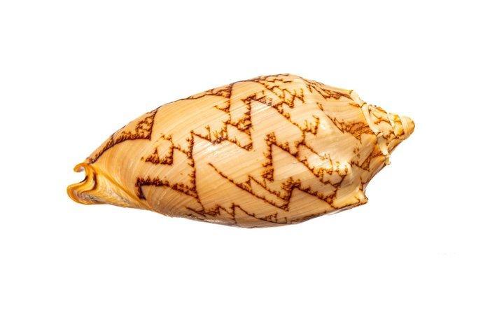 Vesper volute ////ZONDER MINIMUMPRIJS//// GROOT Taxidermie, Verzamelen, Dierenverzamelingen