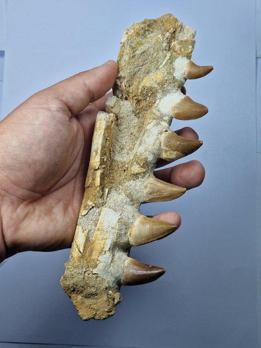 Mosasaurus - Fossiele tand - 22 cm, Verzamelen, Mineralen en Fossielen