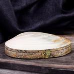 Exquise sieradendoos: Panapea schelp met zwart fluweel en, Verzamelen, Mineralen en Fossielen