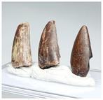 Verzameling van 3 zeldzame Afrovenator abakensis, Verzamelen, Mineralen en Fossielen