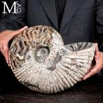 Uitzonderlijke ammoniet – Kristalkamers & Pyriet –, Verzamelen, Mineralen en Fossielen