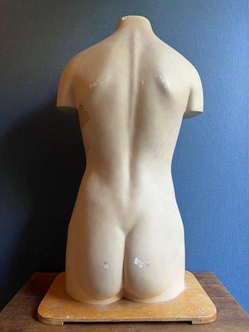 Anatomisch model - Gips - 1950-1960 - Somso anatomisch model