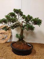 Azalea bonsai (Rhododendron) - Hoogte (boom): 55 cm - Diepte