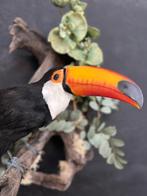 Toekan Taxidermie volledige montage - Ramphastos toco - 55, Verzamelen, Nieuw