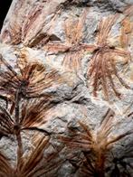 Indrukwekkende fossiele varen - Gefossiliseerde plant -