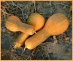 Tambura Butternut Pompoen 50 zaden, Nieuw
