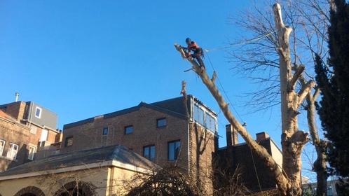 Élagage  arbre Liège , Namur , Luxembourg , Brabant wallon, Zakelijke goederen, Overige Zakelijke goederen