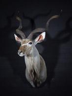 Greater Kudu Shoulder-mount - Schedel - Tragelaphus, Verzamelen, Dierenverzamelingen, Nieuw