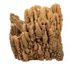 Zeespons  Natuurspons Taxidermie volledige montage -