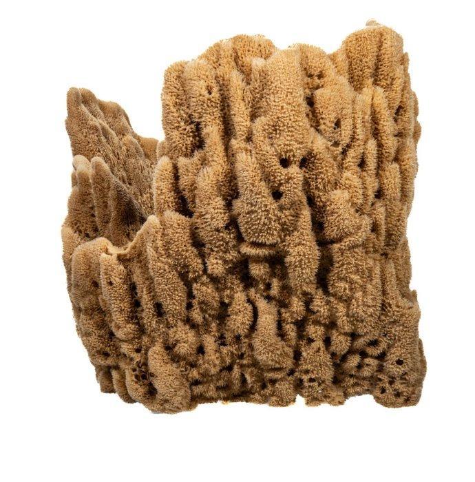 Zeespons  Natuurspons Taxidermie volledige montage -, Antiek en Kunst, Curiosa en Brocante