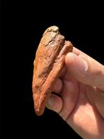 Dinosaure - Griffe fossilisée - Spinosaurus aegyptiacus -