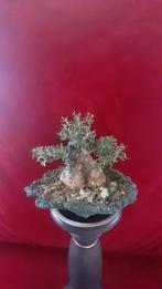 Bonsaï Olivier (Olea europaea) - Hauteur (arbre) : 30 cm -