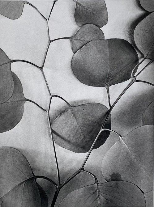 Alma Lavenson - Eucalyptus Leaves 1933., Antiek en Kunst, Kunst | Schilderijen | Modern