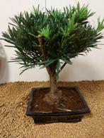 Boeddha-den bonsai (Podocarpus macrophyllus) - Hoogte
