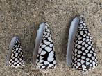 Zeeslak - Gefossiliseerde schelp - Conus textile - 105 mm -