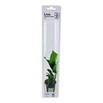 Tropica Anubias barteri caladiifolia (easy), Dieren en Toebehoren, Vissen | Aquaria en Toebehoren, Verzenden, Nieuw