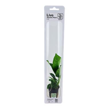 Tropica Anubias barteri caladiifolia (easy), Dieren en Toebehoren, Vissen | Aquaria en Toebehoren, Nieuw, Verzenden