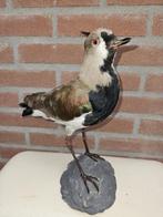 Chileense Kievit Taxidermie volledige montage - Vanellus