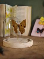 Papillon Support de corps entier pour taxidermie - Véritable