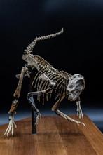 Gefossiliseerd geleed skelet - Jeholosaurus - 25 cm - 59 cm