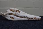 Large Nile Crocodile Schedel - Crocodylus niloticus (with, Verzamelen, Dierenverzamelingen, Nieuw