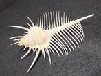 Zeeslak Zeeschelp - Murex Pecten (Zonder minimumprijs)