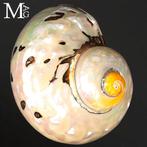 Coquillage en mèreperle de qualité supérieure Coquillage de