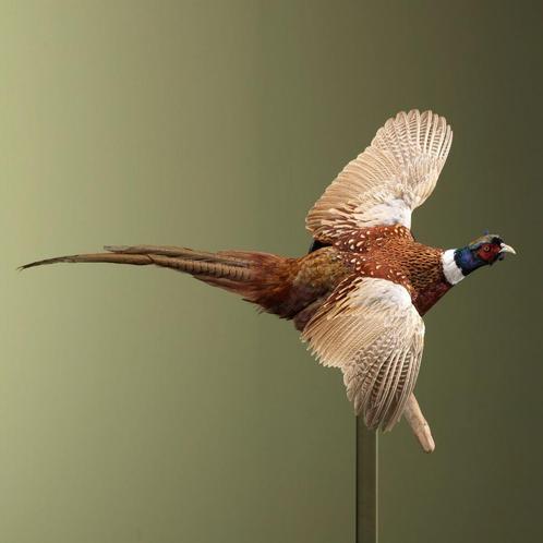 Fazant Vliegend Taxidermie Opgezette Dieren By Max, Verzamelen, Dierenverzamelingen, Opgezet dier, Nieuw, Vogel, Ophalen of Verzenden