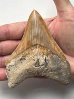 Megalodon tand 11,0 cm - Fossiele tand - Carcharocles