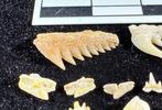 Fossiele tand - Very rare micro shark lot Khouribga (Zonder, Verzamelen, Mineralen en Fossielen